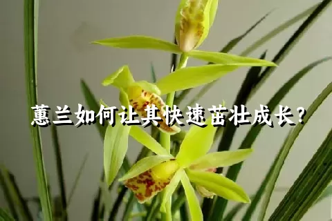 蕙兰如何让其快速茁壮成长？