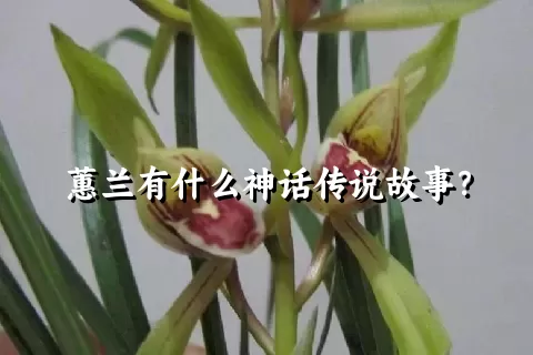 蕙兰有什么神话传说故事？