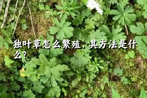 独叶草怎么繁殖，其方法是什么？