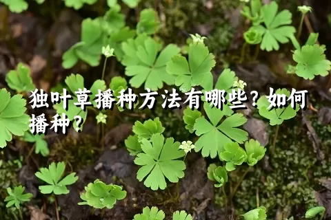 独叶草播种方法有哪些？如何播种？
