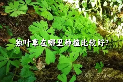 独叶草在哪里种植比较好？