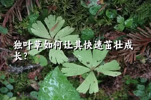 独叶草如何让其快速茁壮成长？