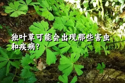 独叶草可能会出现那些害虫和疾病？