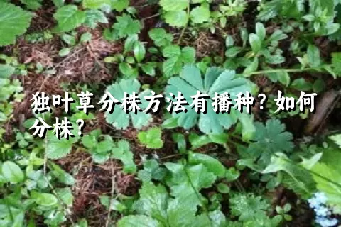 独叶草分株方法有播种？如何分株？