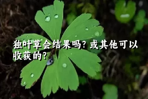 独叶草会结果吗？或其他可以收获的？