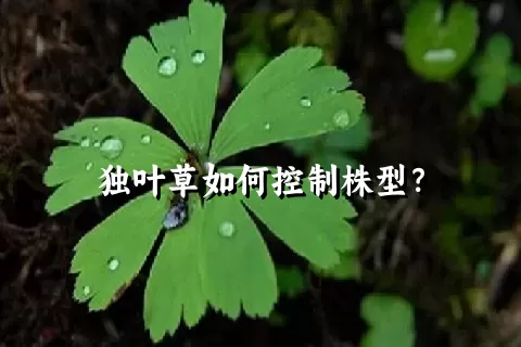 独叶草如何控制株型？