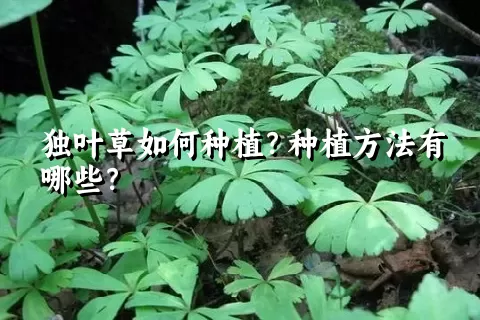 独叶草如何种植？种植方法有哪些？
