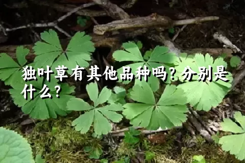 独叶草有其他品种吗？分别是什么？