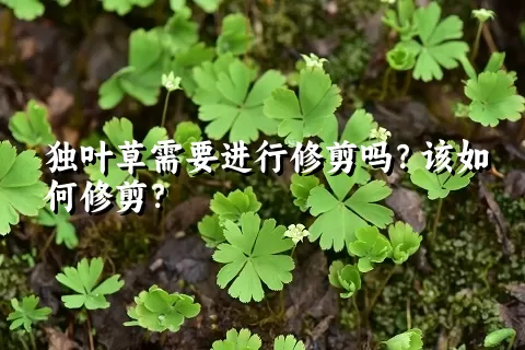 独叶草需要进行修剪吗？该如何修剪？