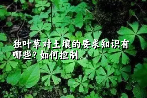 独叶草对土壤的要求知识有哪些？如何控制