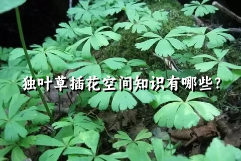 独叶草插花空间知识有哪些？