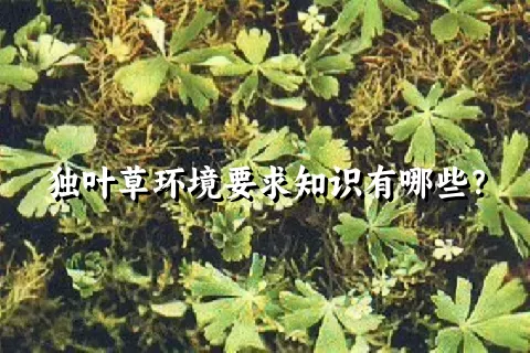 独叶草环境要求知识有哪些？