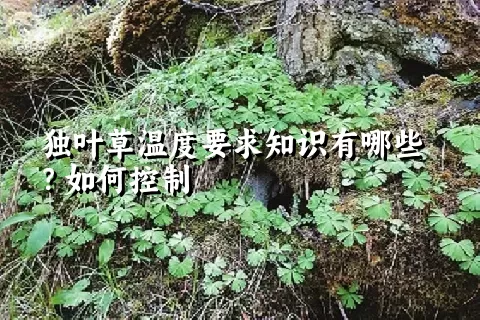 独叶草温度要求知识有哪些？如何控制