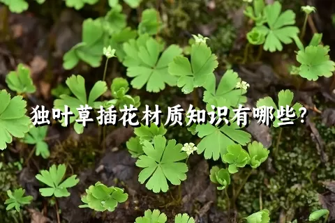 独叶草插花材质知识有哪些？