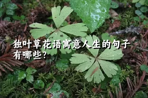 独叶草花语寓意人生的句子有哪些？