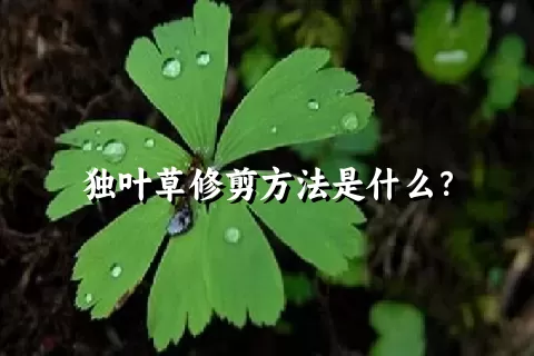 独叶草修剪方法是什么？