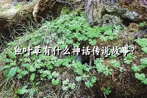 独叶草有什么神话传说故事？