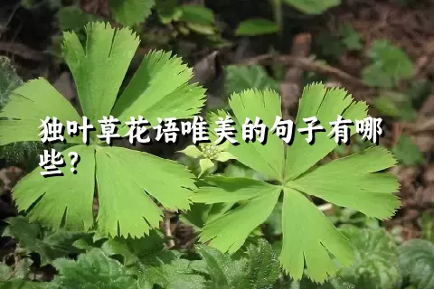 独叶草花语唯美的句子有哪些？