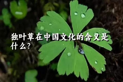 独叶草在中国文化的含义是什么？