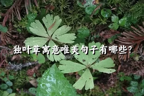 独叶草寓意唯美句子有哪些？