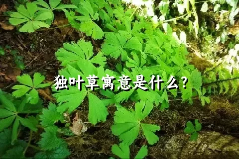 独叶草寓意是什么？