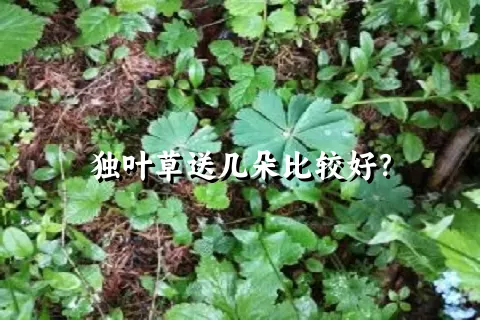 独叶草送几朵比较好？