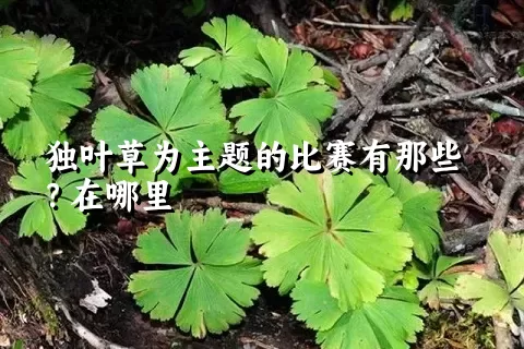 独叶草为主题的比赛有那些？在哪里