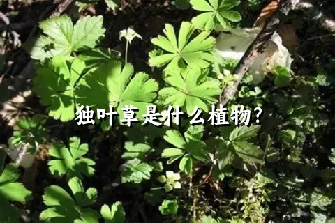 独叶草是什么植物？