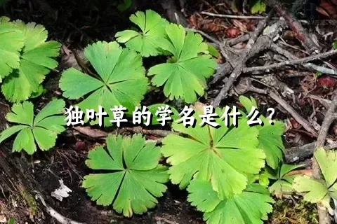 独叶草的学名是什么？