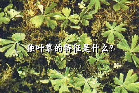 独叶草的特征是什么？
