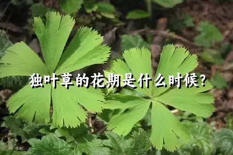 独叶草的花期是什么时候？