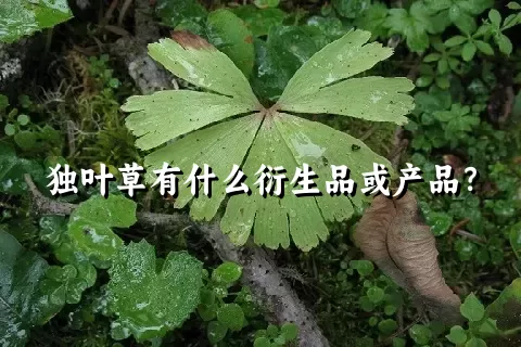 独叶草有什么衍生品或产品？