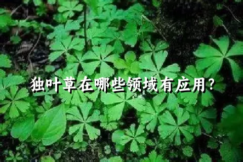 独叶草在哪些领域有应用？