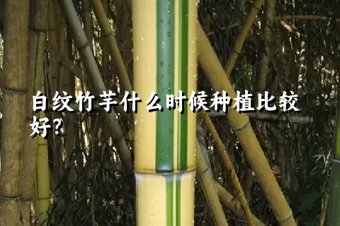 白纹竹芋什么时候种植比较好？