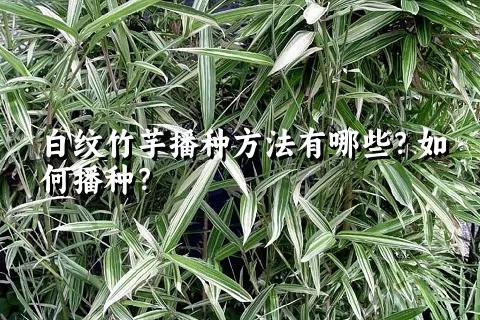 白纹竹芋播种方法有哪些？如何播种？