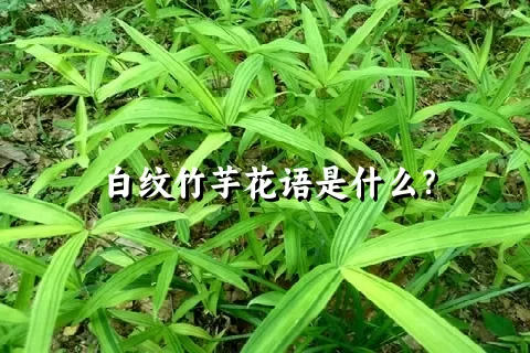 白纹竹芋花语是什么？