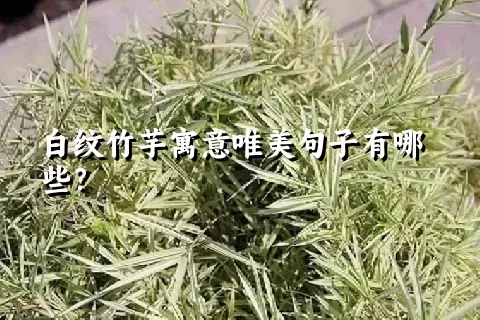 白纹竹芋寓意唯美句子有哪些？