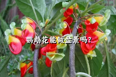 鹦鹉花能做盆景吗？
