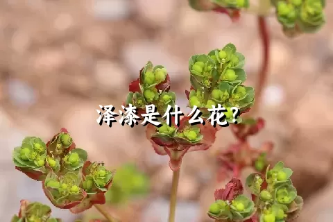 泽漆是什么花？