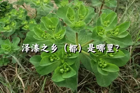 泽漆之乡（都）是哪里？