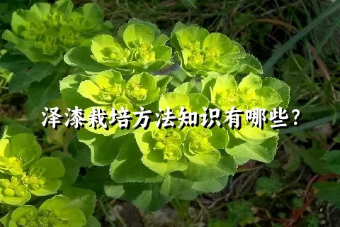 泽漆栽培方法知识有哪些？