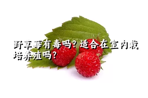 野草莓有毒吗？适合在室内栽培养殖吗？