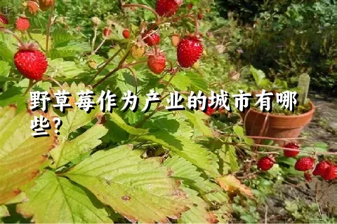 野草莓作为产业的城市有哪些？