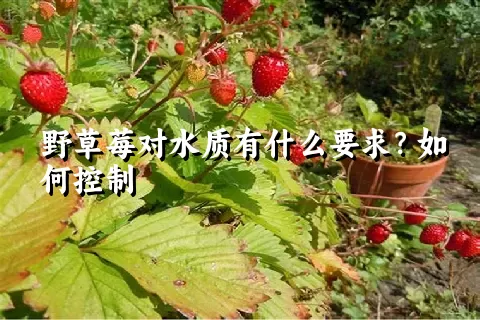 野草莓对水质有什么要求？如何控制