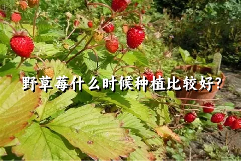 野草莓什么时候种植比较好？