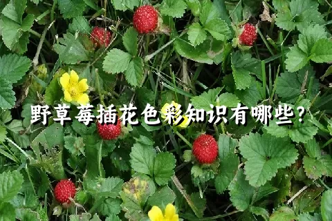 野草莓插花色彩知识有哪些？