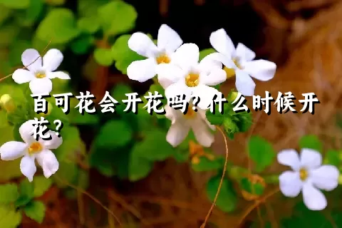 百可花会开花吗？什么时候开花？