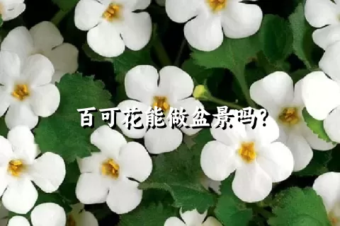 百可花能做盆景吗？
