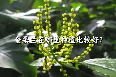金栗兰在哪里种植比较好？