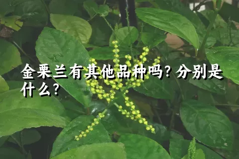 金栗兰有其他品种吗？分别是什么？